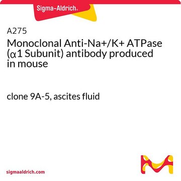 Monoclonal Anti-Na+/K+ ATPase (&#945;1 Subunit) antibody produced in mouse clone 9A-5, ascites fluid