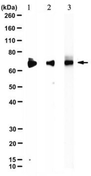 Anti-NUMB Antibody, clone Ab21