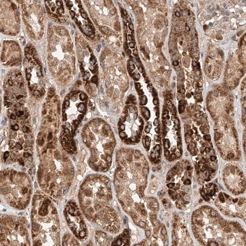 Anti-DCAF11 antibody produced in rabbit Prestige Antibodies&#174; Powered by Atlas Antibodies, affinity isolated antibody, buffered aqueous glycerol solution