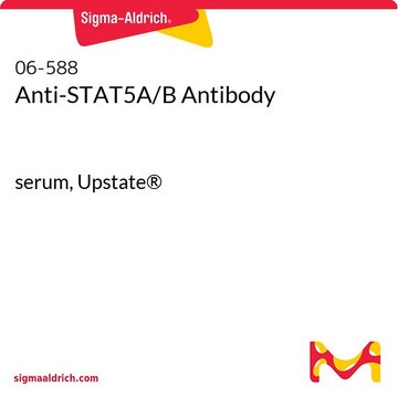 Anti-STAT5A/B-Antikörper serum, Upstate&#174;