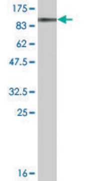 Monoclonal Anti-DDX20 antibody produced in mouse clone 2A12, ascites fluid