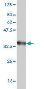 Monoclonal Anti-CXCR4, (N-terminal) antibody produced in mouse clone 2G9, purified immunoglobulin, buffered aqueous solution