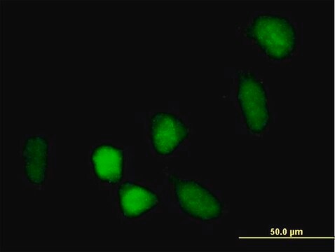 Anti-BCOR antibody produced in mouse IgG fraction of antiserum, buffered aqueous solution