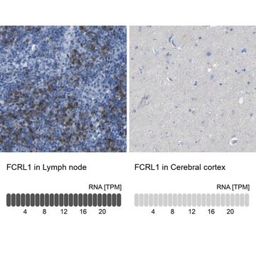 Anti-FCRL1 antibody produced in rabbit Prestige Antibodies&#174; Powered by Atlas Antibodies, affinity isolated antibody, buffered aqueous glycerol solution