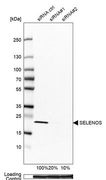 抗SELS抗体 ウサギ宿主抗体 affinity isolated antibody, buffered aqueous glycerol solution