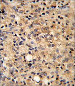 ANTI-COMP (CENTER) antibody produced in rabbit IgG fraction of antiserum, buffered aqueous solution