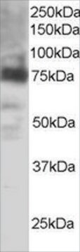 抗COX2/PTGS2抗体 ヤギ宿主抗体 affinity isolated antibody, buffered aqueous solution