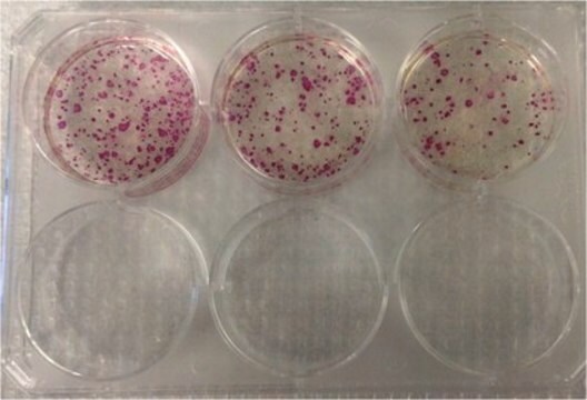 Simplicon&#174; RNA-Reprogrammierungskit (OKSG)