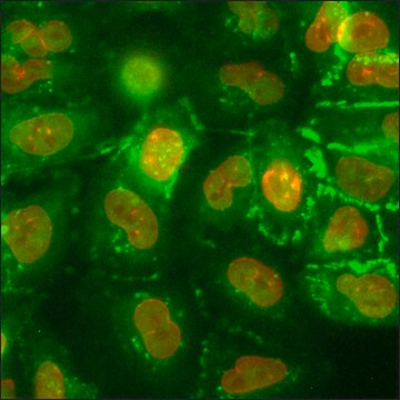 Komórki A549 GFP-CTNNB1 RFP-LMNB1