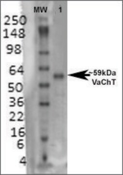 Monoclonal Anti-Vacht - Atto 488 antibody produced in mouse clone S6-38, purified immunoglobulin