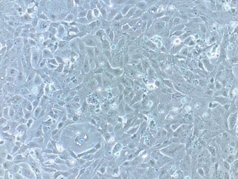 HL-1 心筋細胞株 HL-1 Cardiac Muscle Cell Line has been extensively characterized and is a valuable model system to address questions of cardiac biology at the cellular &amp; molecular levels.