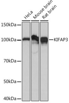 Anti-KIFAP3 Antibody, clone 1S7J7, Rabbit Monoclonal