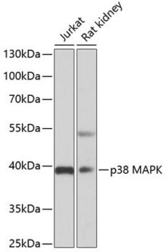 Anti-p38 MAPK antibody produced in rabbit