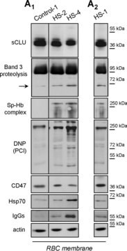 抗ヒトIgG (全分子)&#8722;ペルオキシダーゼ ウサギ宿主抗体 IgG fraction of antiserum, buffered aqueous solution