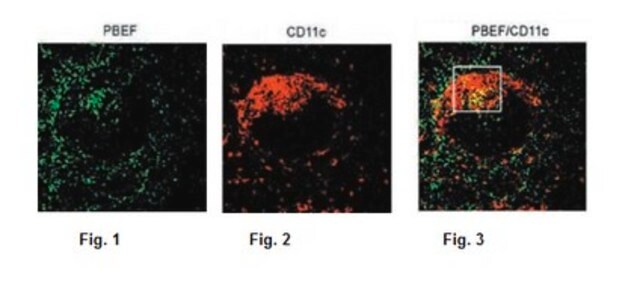 Anti-Nampt, clone 14A.5 Antibody clone 14A5, from rat