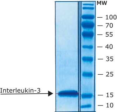 白细胞介素3 来源于小鼠 IL-3, recombinant, expressed in E. coli, lyophilized powder, suitable for cell culture