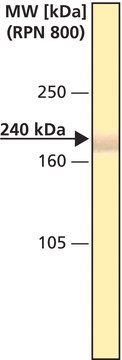 Monoclonal Anti-Spectrin (&#945; and &#946;) antibody produced in mouse clone SB-SP1, ascites fluid