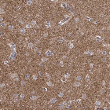 Anti-PCLO antibody produced in rabbit Prestige Antibodies&#174; Powered by Atlas Antibodies, affinity isolated antibody, buffered aqueous glycerol solution