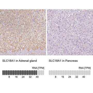 抗SLC18A1抗体 ウサギ宿主抗体 Prestige Antibodies&#174; Powered by Atlas Antibodies, affinity isolated antibody