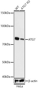 [KO Validated]Anti-ATG7 Antibody, clone 3X1W4, Rabbit Monoclonal