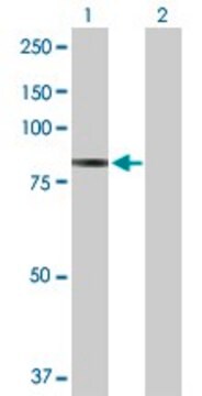 Anti-PFKP antibody produced in rabbit purified immunoglobulin, buffered aqueous solution