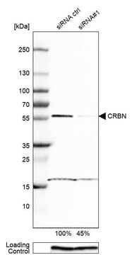 抗-CRBN ウサギ宿主抗体 Prestige Antibodies&#174; Powered by Atlas Antibodies, affinity isolated antibody, buffered aqueous glycerol solution