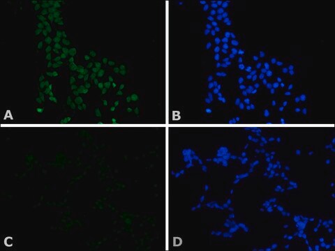 Anti-c-Myc clone 9E10, purified immunoglobulin, buffered aqueous solution