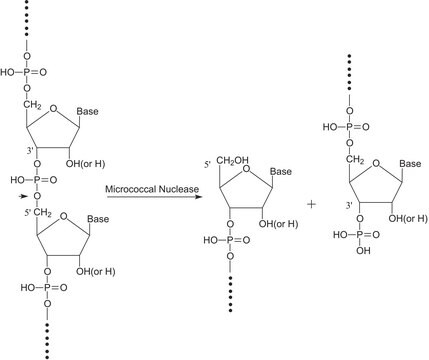 Nuclease mikrokokkal aus Staphylococcus aureus 100-300&#160;units/mg protein