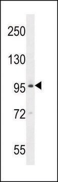 ANTI-BRDT (N-TERM) antibody produced in rabbit IgG fraction of antiserum, buffered aqueous solution