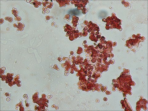 抗山羊 IgG（全分子）-过氧化物酶 兔抗 IgG fraction of antiserum, buffered aqueous solution