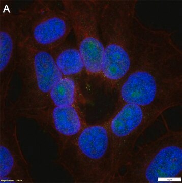 Anti-Phospho-IκBα-Ser32/36 Antibody, clone 1I11 ZooMAb&#174; Rabbit Monoclonal recombinant, expressed in HEK 293 cells