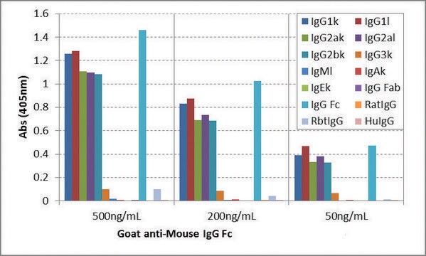 Anti-Mouse IgG Fc-Biotin antibody, Goat monoclonal recombinant, expressed in HEK 293 cells, clone RMG06, purified immunoglobulin