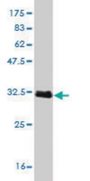 Monoclonal Anti-TCL1A, (C-terminal) antibody produced in mouse clone 3G10, purified immunoglobulin, buffered aqueous solution