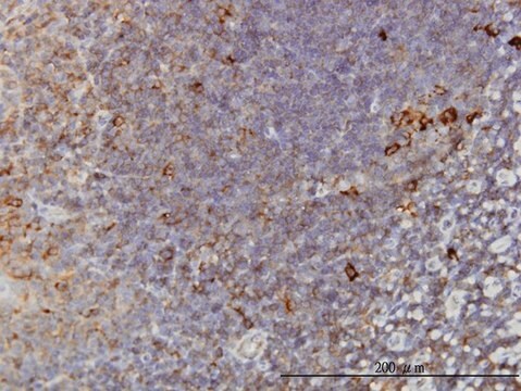 Monoclonal Anti-TCP1 antibody produced in mouse clone 2B2-D6, purified immunoglobulin, buffered aqueous solution