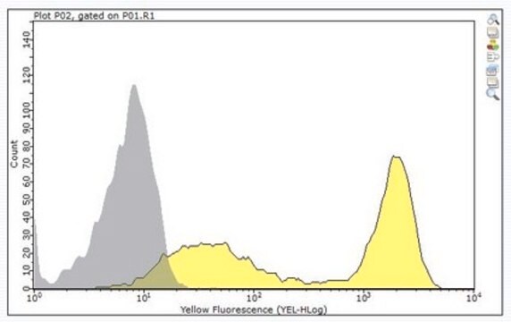 Anti-CD8 alpha Antibody, clone 53-6.72 clone 53-6.72, from rat