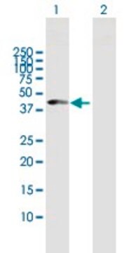 Anti-CPB1 antibody produced in mouse purified immunoglobulin, buffered aqueous solution