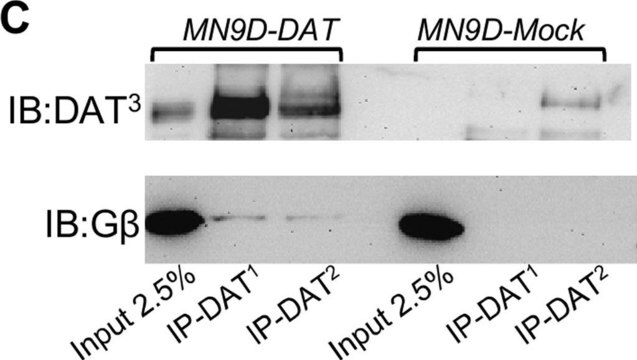 抗ドーパミントランスポーター抗体、NT、クローンDAT-Nt culture supernatant, clone DAT-Nt, Chemicon&#174;