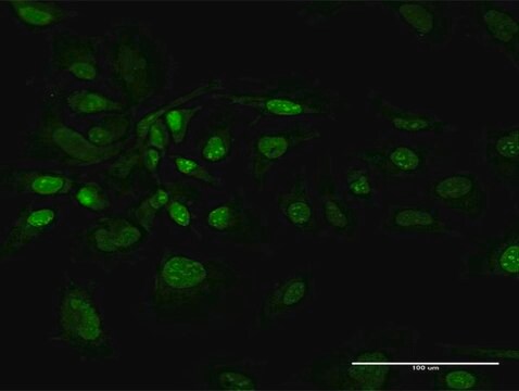 Anti-BAG1 antibody produced in rabbit purified immunoglobulin, buffered aqueous solution