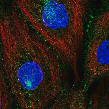 抗INADL抗体 ウサギ宿主抗体 Prestige Antibodies&#174; Powered by Atlas Antibodies, affinity isolated antibody