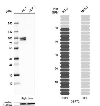 Anti-GSPT2 antibody produced in rabbit Prestige Antibodies&#174; Powered by Atlas Antibodies, affinity isolated antibody, buffered aqueous glycerol solution