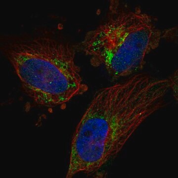 Anty-TFB2M Prestige Antibodies&#174; Powered by Atlas Antibodies, affinity isolated antibody