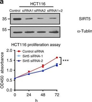 抗SIRT5 ウサギ宿主抗体 Prestige Antibodies&#174; Powered by Atlas Antibodies, affinity isolated antibody, buffered aqueous glycerol solution, Ab2