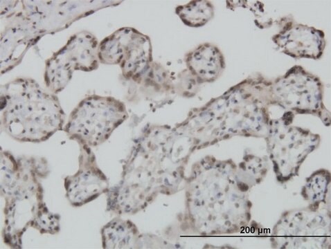 Monoclonal Anti-S100A11 antibody produced in mouse clone 2F4, purified immunoglobulin, buffered aqueous solution