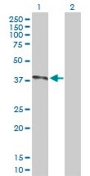 Anti-NOV antibody produced in rabbit purified immunoglobulin, buffered aqueous solution