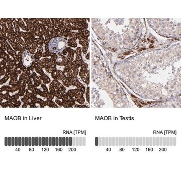 抗MAOB ウサギ宿主抗体 Prestige Antibodies&#174; Powered by Atlas Antibodies, affinity isolated antibody, buffered aqueous glycerol solution