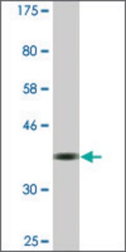 Monoclonal Anti-RBM14 antibody produced in mouse clone 4E1, ascites fluid