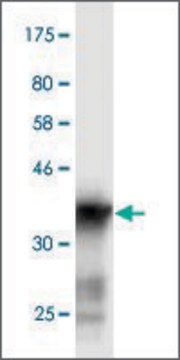 Monoclonal Anti-SCN3A antibody produced in mouse clone 2F8, purified immunoglobulin, buffered aqueous solution