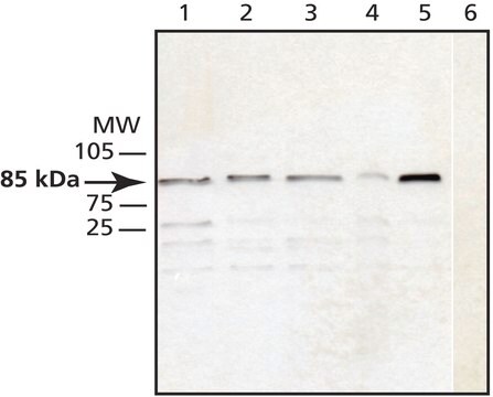 Anti-Cullin-1 antibody produced in rabbit affinity isolated antibody, buffered aqueous solution