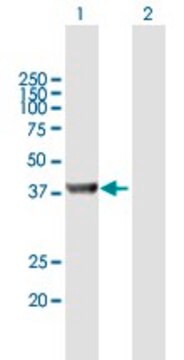 Anti-UROD antibody produced in mouse purified immunoglobulin, buffered aqueous solution