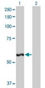 Anti-LAP3 antibody produced in rabbit purified immunoglobulin, buffered aqueous solution